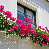 6-Piece Artificial Bougainvillea Flower Stems Set