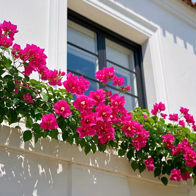 6-Piece Artificial Bougainvillea Flower Stems Set